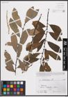 Foto von Salix cinerea L.